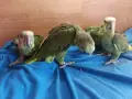 Бебета папагали амазона, снимка 3