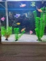 Аквариум с живи рибки (9 броя) и оборудване, снимка 1