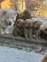 Чау - Чау  💙🐾🐶 Най-пухкавите Чау Чау бебета очакват своите нови семейства , Много скоро 🎉🪭❤️✨🐾🥰🐩➡️⤵️, снимка 3