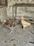 Свободни кокошки , снимка 4