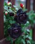 ЧЕРНА РОЗА, Рядък сорт семена на роза, ” Black Night ”, снимка 3