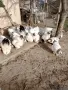 яйца от колумбийска брама , снимка 5
