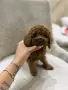 Той пудел момченца и момиченца
, снимка 9