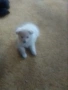 Продавам померан момиче , снимка 2