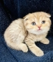 Шотландски клепоухи котенца – златна чинчила. Scottish fold, снимка 12