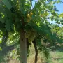 Продавам отлично винено грозде Мускат Отонел – от стари лозя (район Силистра)собствени лозя , снимка 9