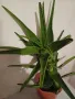 ГОЛЯМО АЛОЕ  - Височина 60 см, снимка 5