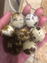 Яйца от пъдпъдъци, снимка 1 - други­ - 44647418
