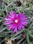 Делосперма , снимка 1 - Градински цветя и растения - 40755920