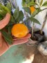 Лимон Мандарина Портокал Помело Лайм Лаймкуат Кумкуат Мандаринкуат, снимка 14