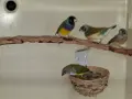 Млади гулдови амадини, снимка 9