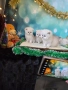 Британски дългокосмести котенца, снимка 3