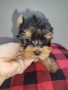 Мини йоркширски териери , снимка 2