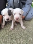 прдават се питбулчета ретнос, снимка 1
