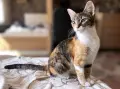Подарявам котенце , снимка 4