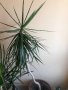 Палма Драцена , снимка 1 - Стайни растения - 29402094