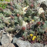 Няколко вида студоустойчиви кактуси и сукуленти, снимка 13 - Градински цветя и растения - 37368313