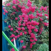 Продавам резници червен ароматен Трендафил , снимка 2 - Градински цветя и растения - 39701447