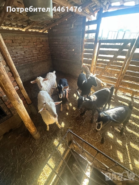 Продавам женски ярета между 20-30 кила са , снимка 1