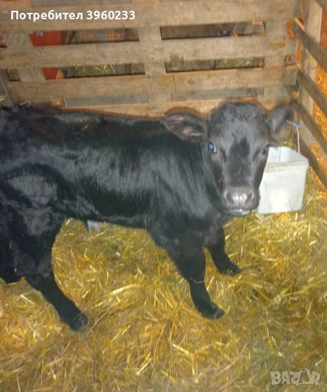 Продавам малки телета , снимка 1