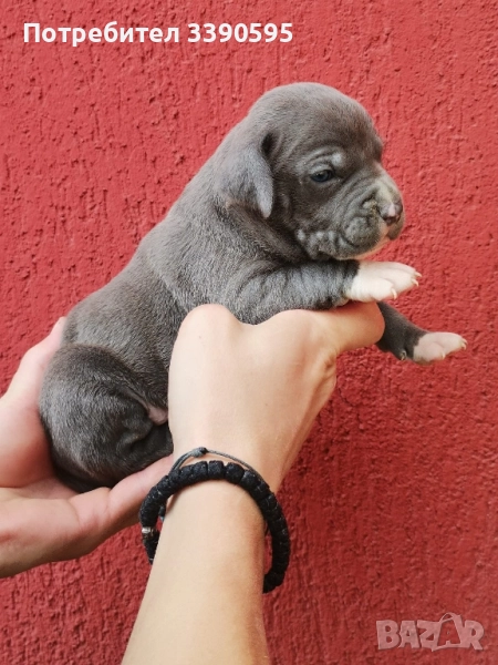 американски сиви питбулчета , снимка 1