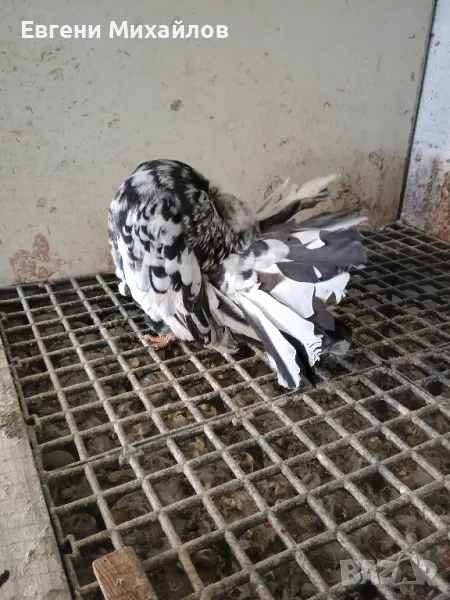 Фенерлии, снимка 1