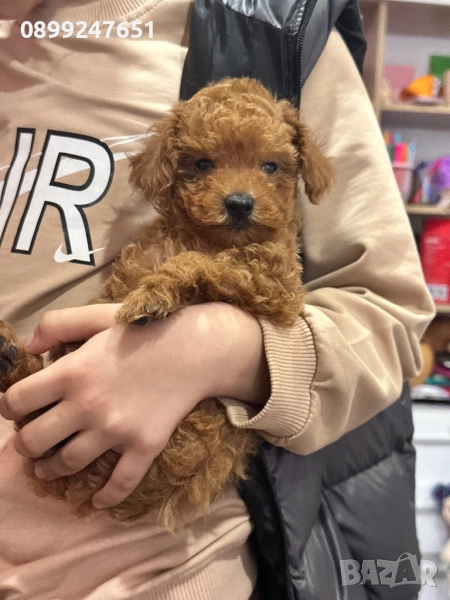 Пудел той, снимка 1