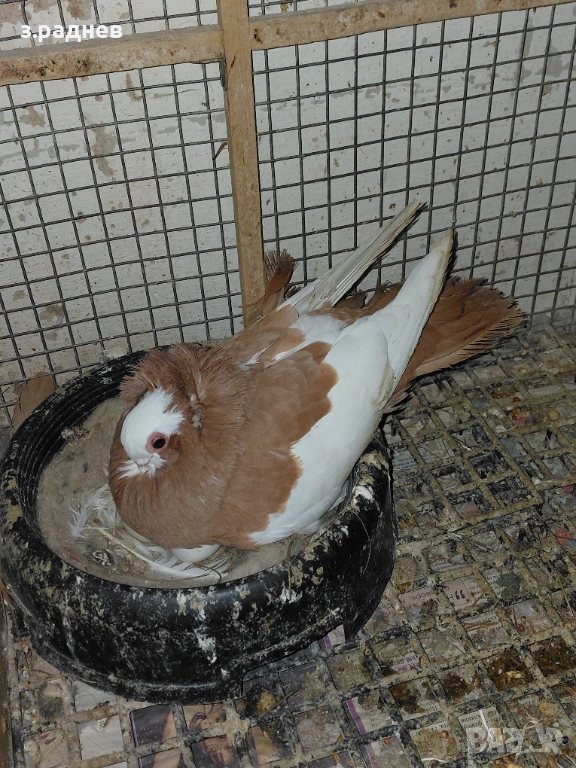 Чифт коморански, снимка 1