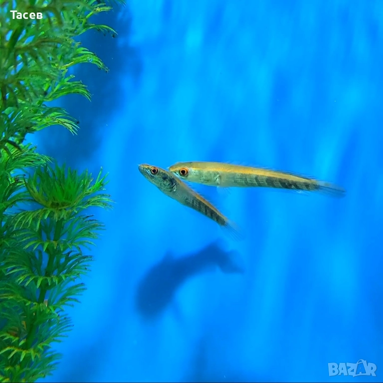 Змиеглав channa red marulioides capim 6-7см, снимка 1