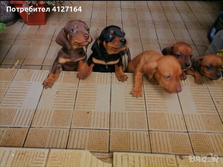 Дакели, снимка 1