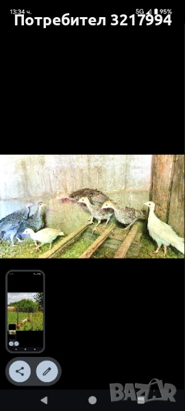 Кокошки и пуйки., снимка 1