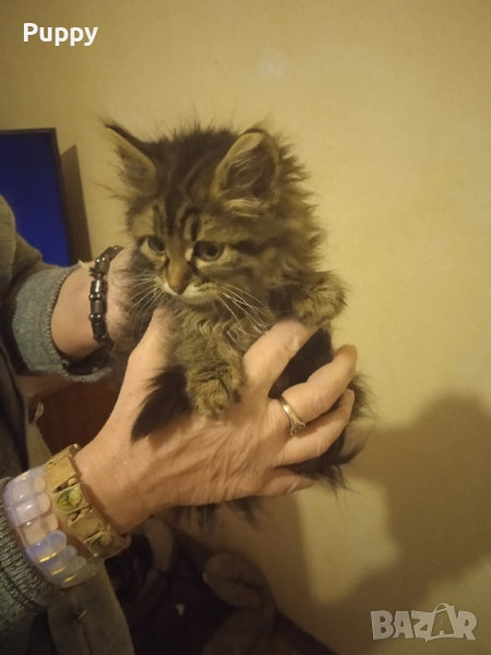 Сибирски горско хипоалергенни , снимка 1