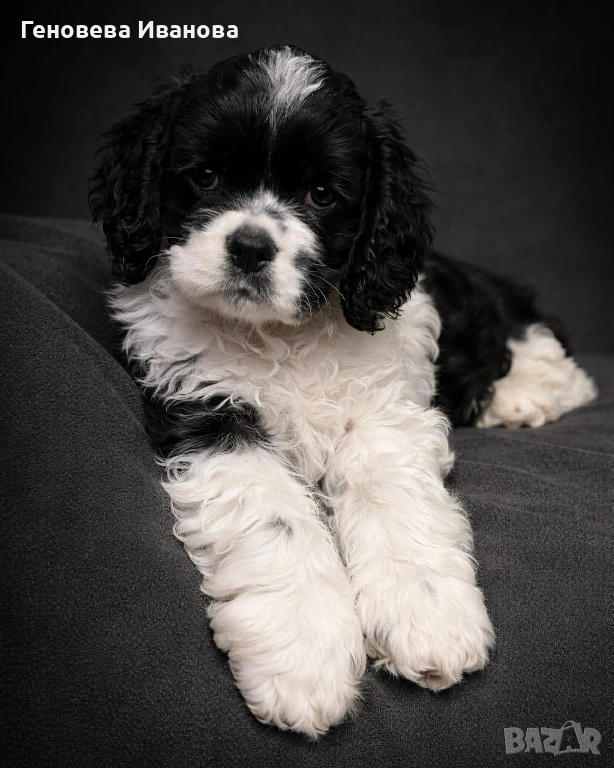 Американски кокер шпаньол, снимка 1