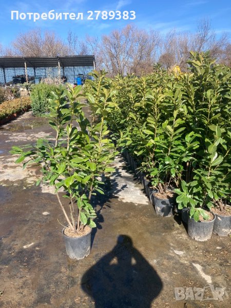 Лавровишна разнообразие на размери, снимка 1