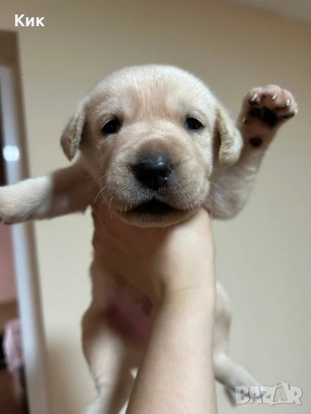 Английски Лабрадор Ретривър , снимка 1