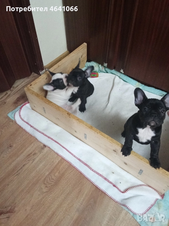 малко женско булдоче, снимка 1