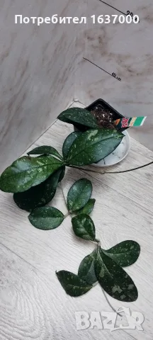 Хоя Crassipetiolata splash 