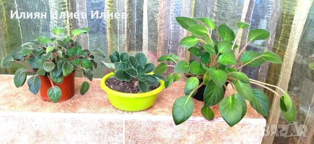 Цветя стайни, снимка 9 - Градински цветя и растения - 49739547