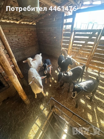 Продавам женски ярета между 20-30 кила са 