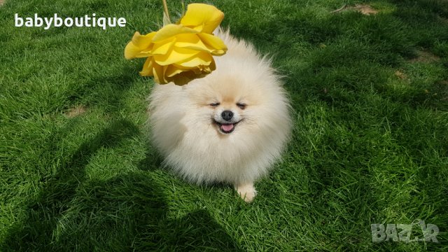 Померан за разплод, снимка 2 - Померан - 21816398