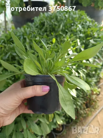 💛🧡💛 Кореопсис /Coreopsis/ 💛🧡💛, снимка 5 - Градински цветя и растения - 48916837