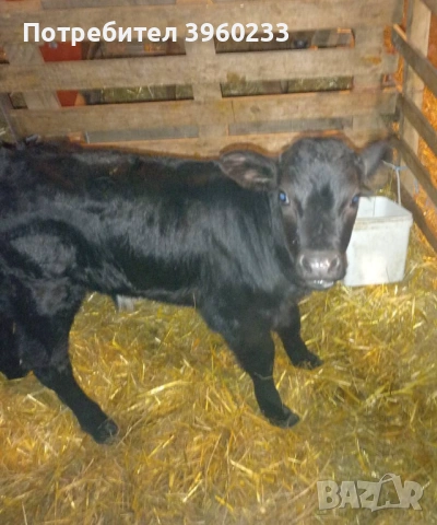 Продавам малки телета 
