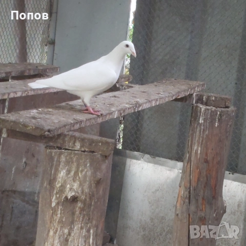 Продавам бели спортни, снимка 5 - Гълъби - 52035078