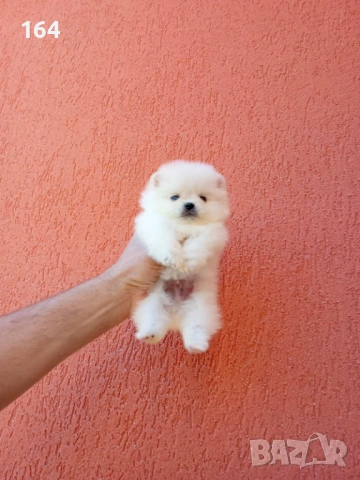 Померани. Реални снимки от 24.04.2026 г. 