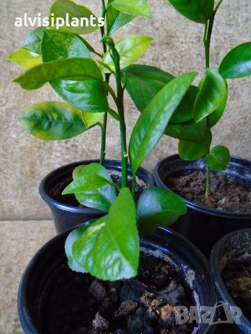 Млади мандаринови дръвчета 2 годишни за свеж дом с цитрус, снимка 2 - Стайни растения - 39524661