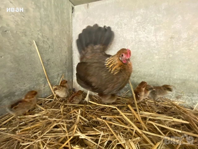 пилета брезета различни цветове, снимка 3 - други­ - 52676290