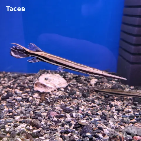 Спотед гар 10-12см, снимка 1