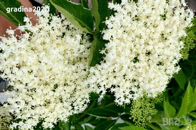  Бъз - Бял   Разсад , снимка 2 - Разсади - 40954906