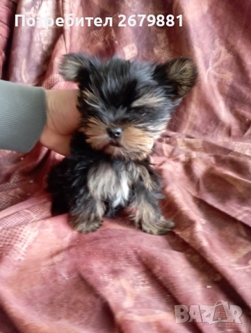 Мини йорки , снимка 5 - Йоркширски териер - 54171759