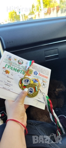 Той Пудел за разплод , снимка 2 - Търси партньор - 50954525